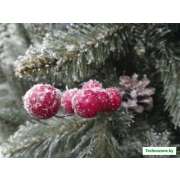 Ель GreenTerra Ариозо, эффект инея 2.2 м