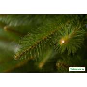 Ель GreenTerra Бовари 2.2 м