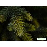 Ель GreenTerra Брокилонская 2.5 м
