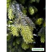 Ель GreenTerra Брокилонская 2.5 м