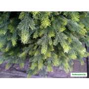 Ель GreenTerra Кашемир 2.5 м