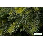 Ель GreenTerra Кашемир 2.5 м