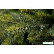 Ель GreenTerra Кашемир 2.5 м